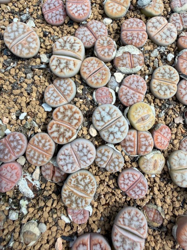 Lithops 
